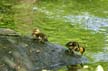 Baby Ducks, Canada Stock Photographs