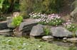 Lilies And Rocks, Canada Stock Photos