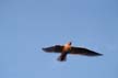 Flying Seagull(s), Canada Wildlife
