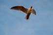Flying Seagull(s), Canada Wildlife