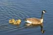 Geese Family, Canada Stock Photos
