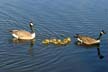 Geese Family, Canada Stock Photos
