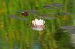 Water Lily, Canada Stock Photos