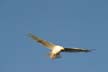 Seagull Flying, Canada Stock Photos