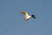 Seagull Flying, Canada Stock Photos