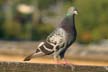 Pigeons(s), Canada Stock Photos