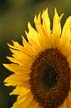 Sunflower(s), Vancouver Gardens