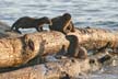 Three Playful Sea Otters, Canada Stock Photos