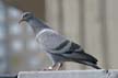 Pigeon(s), Canada Stock Photos