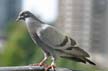 Pigeon(s), Canada Stock Photographs