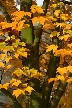 Goldaen Leaves, Canada Stock Photos
