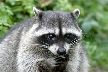 Vancouver Raccoons, Canada Stock Photos