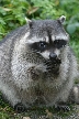 Vancouver Raccoons, Canada Stock Photos