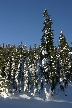 Cypresses Park, Canada Stock Photos