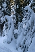 Cypresses Park, Canada Stock Photos