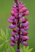 Purple Wildflowers, Canada Stock Photos