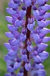 Purple Wildflowers, Canada Stock Photos