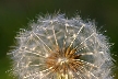 Dandelion Seeds, Canada Stock Photos