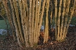 Tree Trunks, Canada Stock Photographs