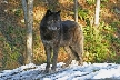 Wolves, Canada Stock Photos