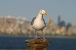 Seagull, Canada Stock Photos