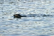 Sea Otter, Canada Stock Photos
