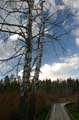 Winter Trees, Burnaby Deer Lake