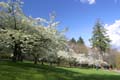 Spring Time, Stanley Park