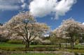 Blossoms, Stanley Park
