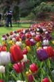 Tulips, Canada Stock Photographs