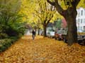 Autumn Leaves, Vancouver Nature