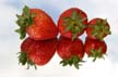 Strawberries, Canada Stock Photos