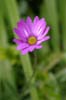 Daisy, Canada Flowers