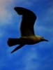 Flying Seagull(s), Flying Gull