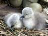 Baby Swans, Lost Lagoon New Borns Swans
