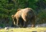 Grouse Mountain Bear, Grouse Mountain Bear Grizzly Bear Refuge