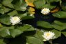 Water Lily, Lotuses