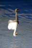 Reverse Swan, Lost Lagoon