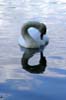 Lost Lagoon Swan, Stanley Park