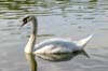 Swan, Lost Lagoon