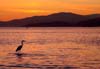 Great Blue Heron, Third Beach Sunset View Stanley Park