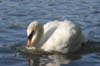 Lost Lagoon Swans, Stanley Park