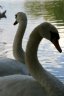 Lost Lagoon Swans, Canada Stock Photographs
