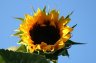 Sunflower(s), Vancouver Gardens