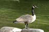 Canadian Geese, Canada Stock Photos