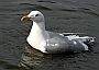 Vancouver Gull, Canada Stock Photographs