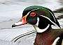 Male Wood Duck, Canada Stock Photographs