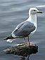 A Waiting Sea Gull, Canada Stock Photographs