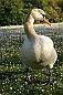 Swan, Stanley Park
