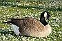 Canadian Goose Sitting On Grass, Stanley Park